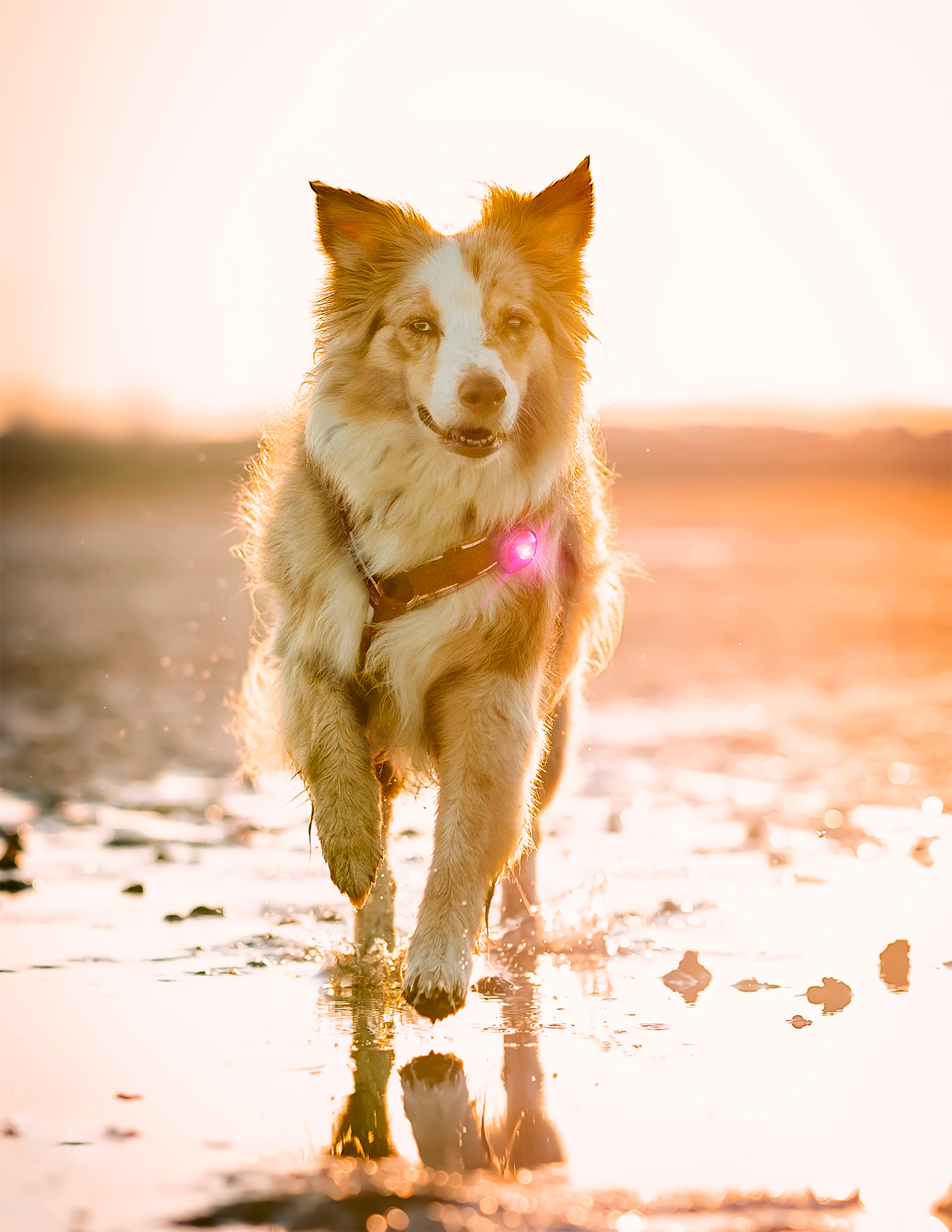 Orbiloc Dog Dual Light pink
