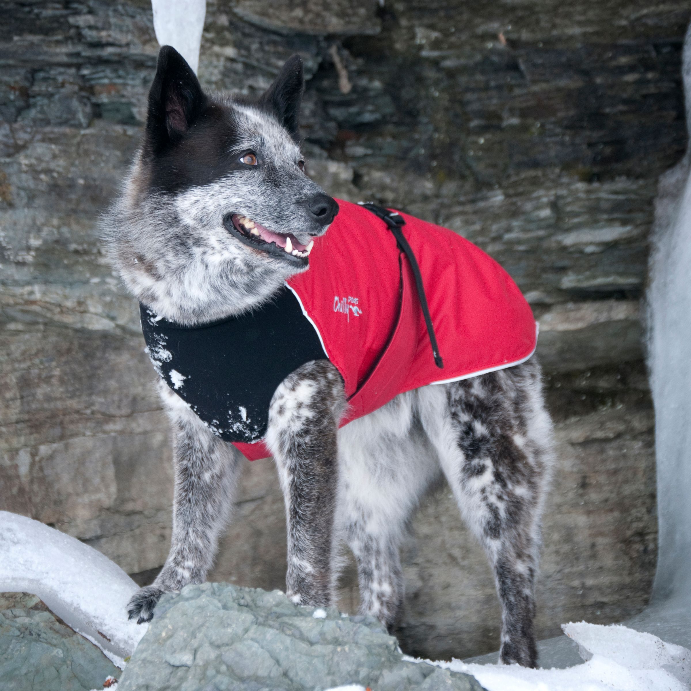 Chilly Dogs Alpine Blazer STANDARD