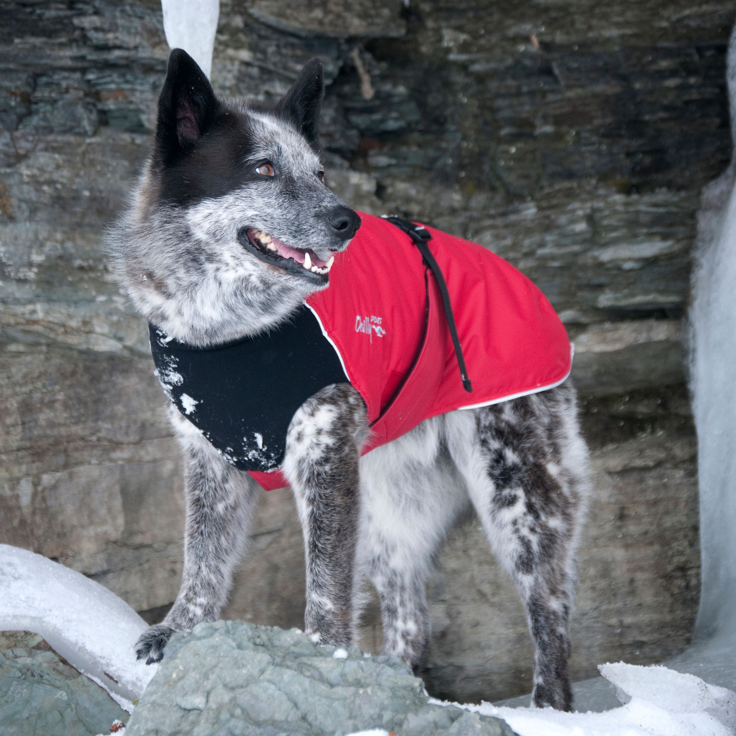 Chilly Dogs Alpine Blazer STANDARD Chilly Dogs Alpine Blazer STANDARD