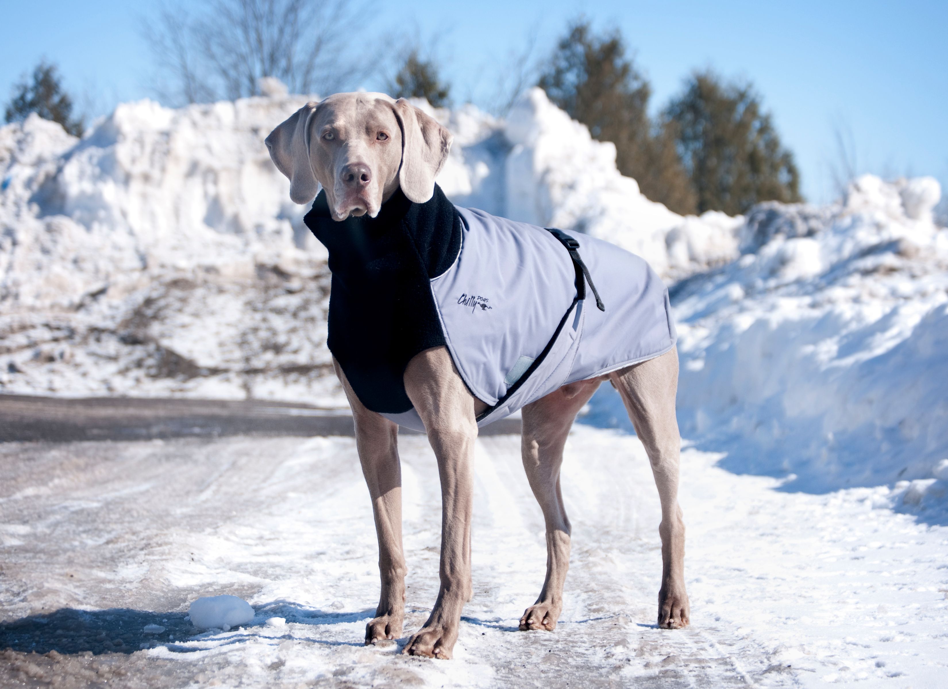 Chilly Dogs Great White North STANDARD