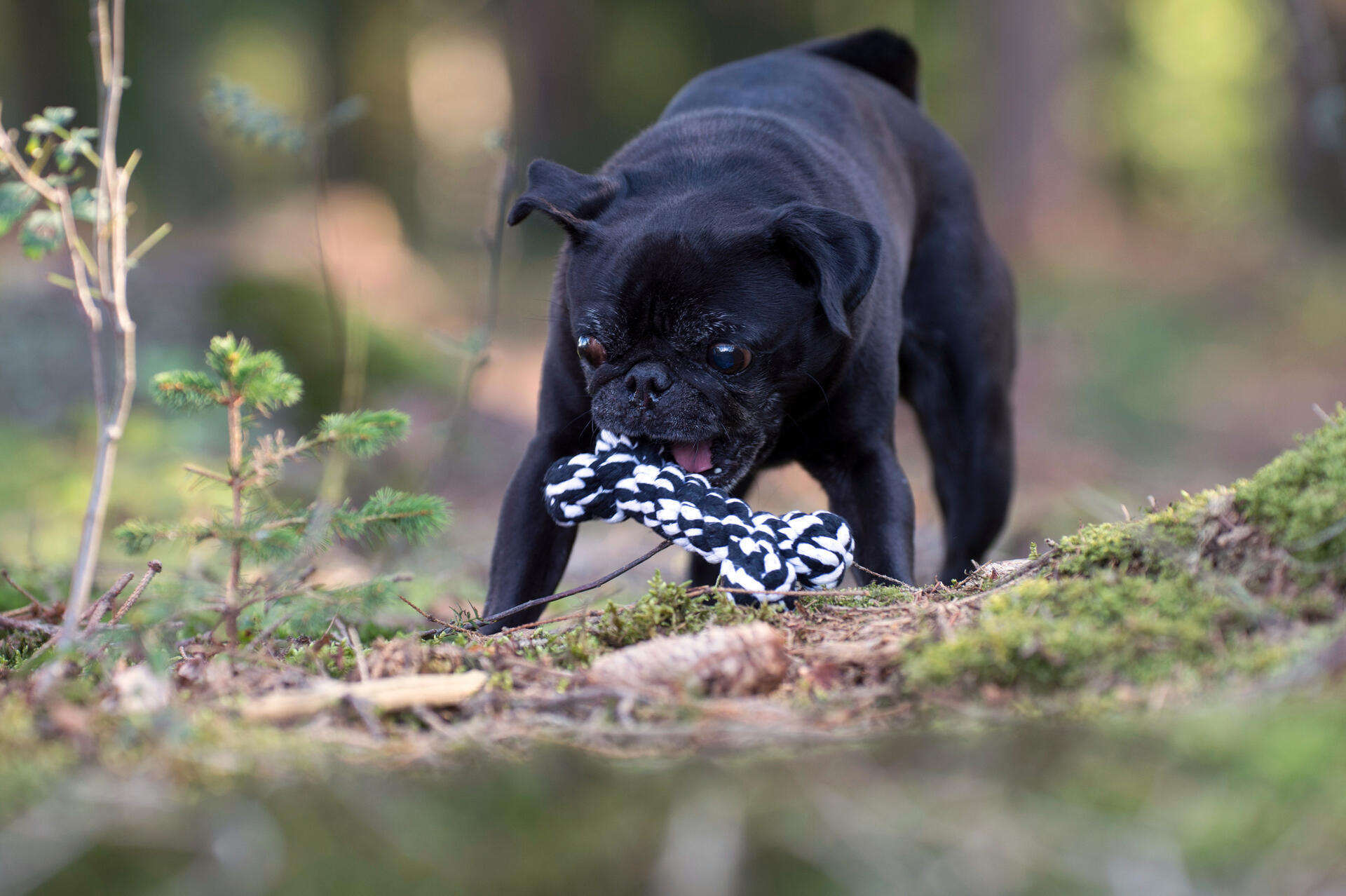 Laboni Hundespielzeug Bonnie Bone, 14cm
