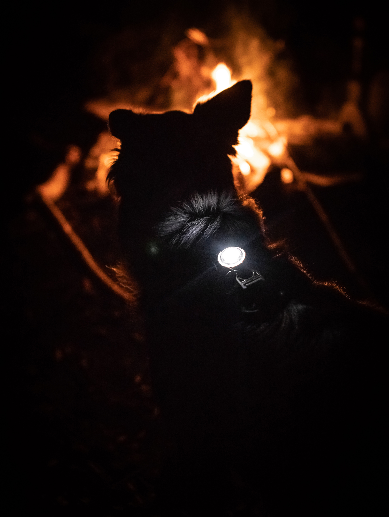 Orbiloc Dog Dual Light white