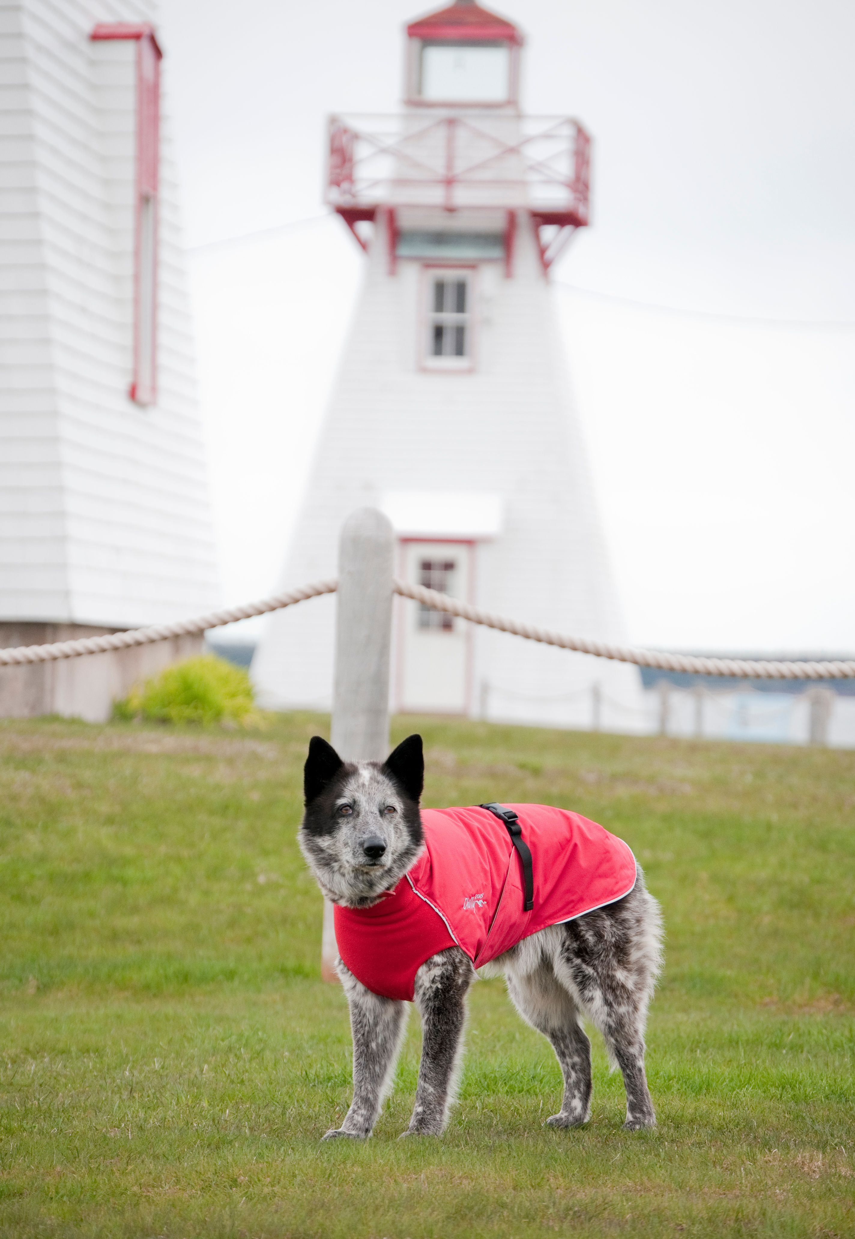 Chilly Dogs Harbour Slicker STANDARD