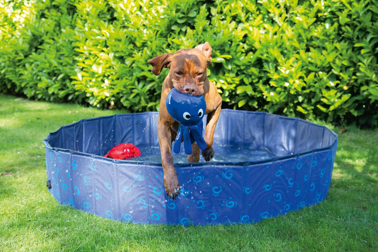 Karlie Doggy Pool blau