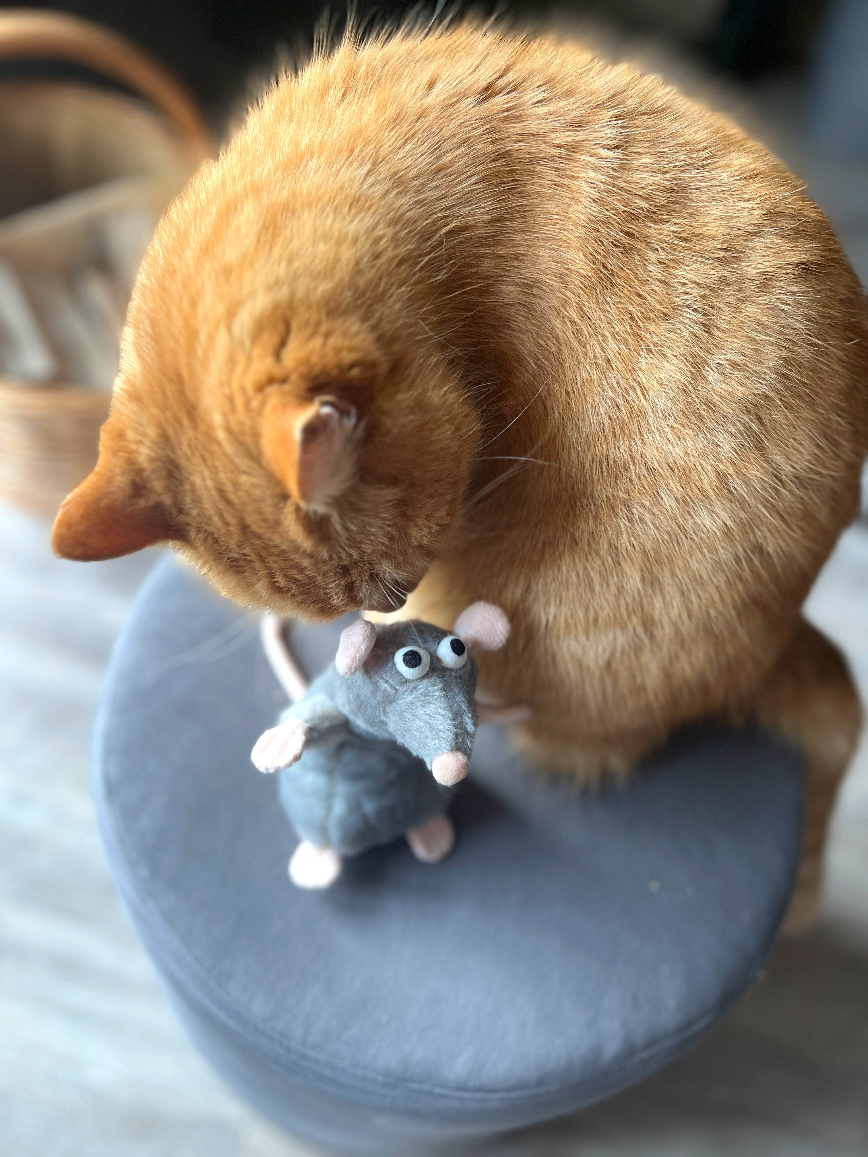 Aumüller Katzenspielzeug Ratte Cedric