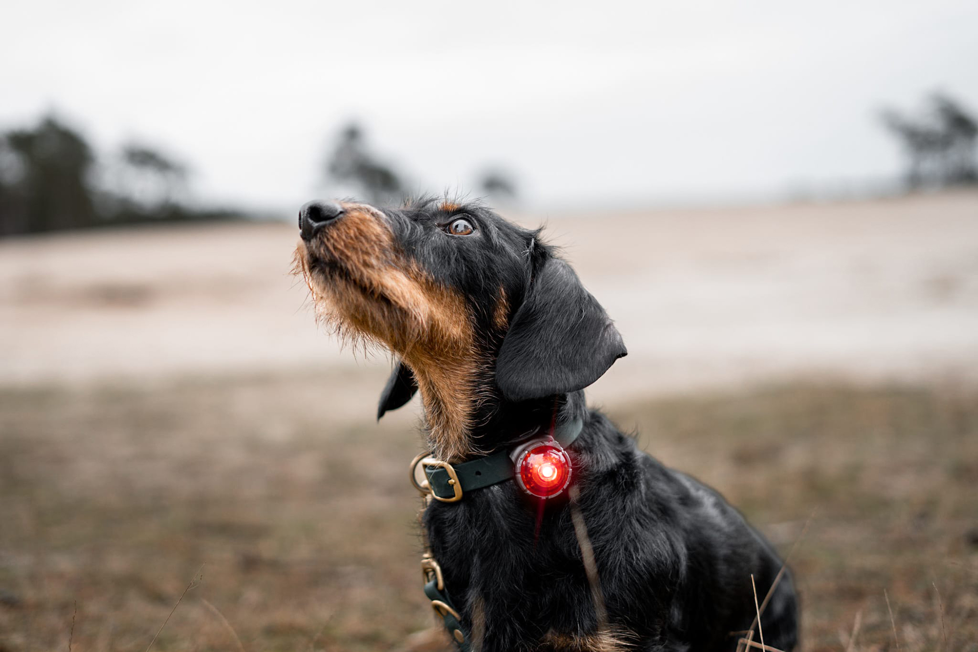 Orbiloc Dog Dual Light red Orbiloc Dog Dual Light red