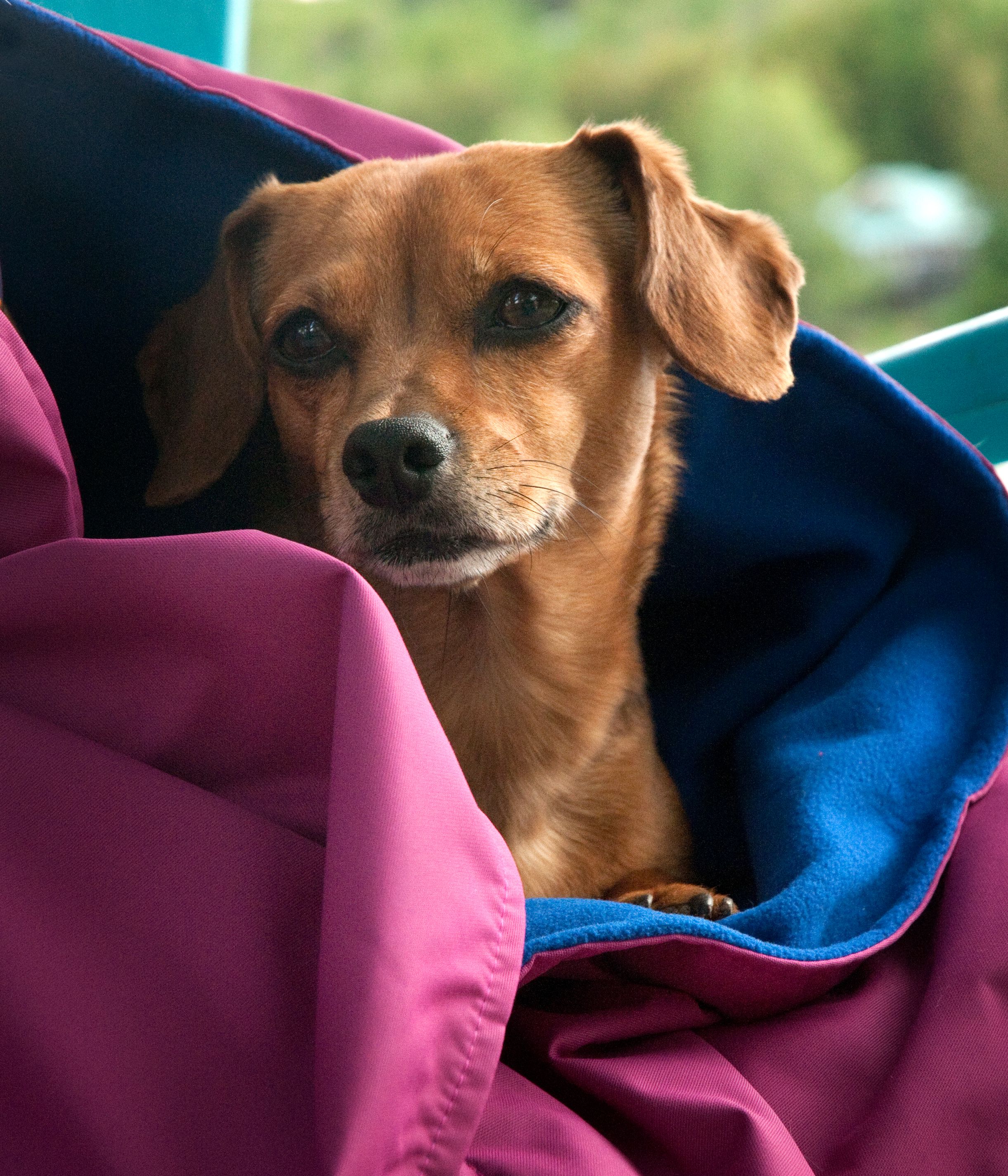 Chilly Dogs Reversible Alpine Blanket