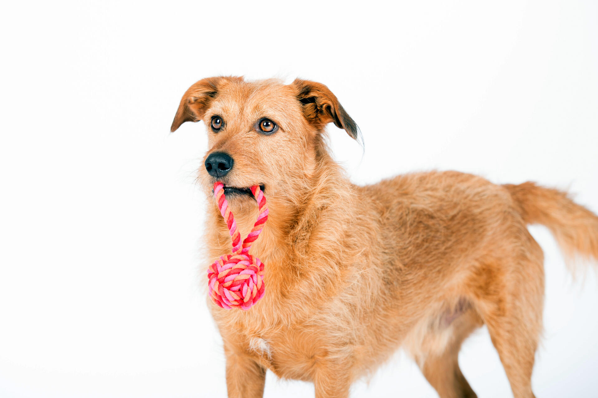 Laboni Hundespielzeug Schleuderball