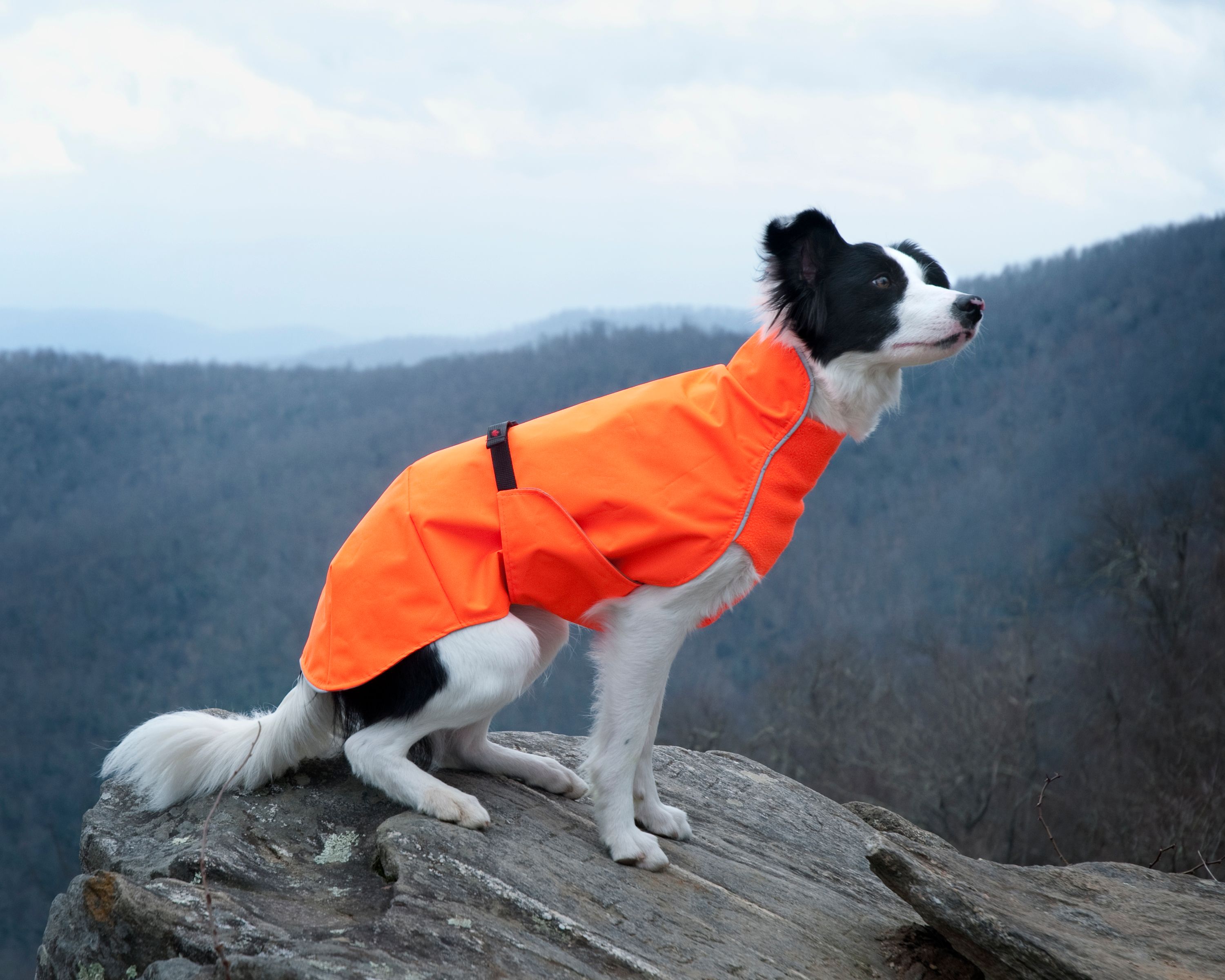 Chilly Dogs Harbour Slicker STANDARD
