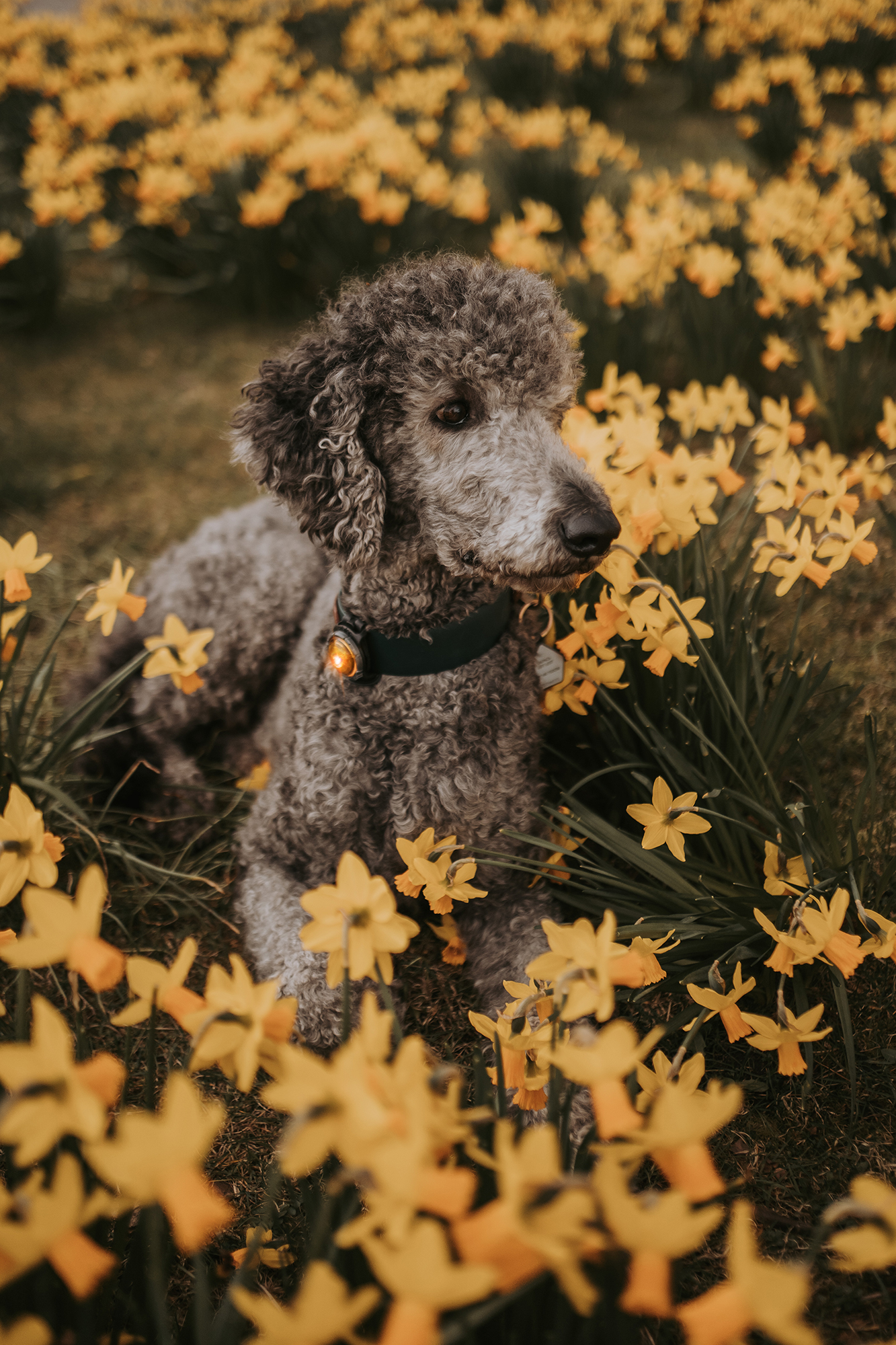 Orbiloc Dog Dual Light yellow