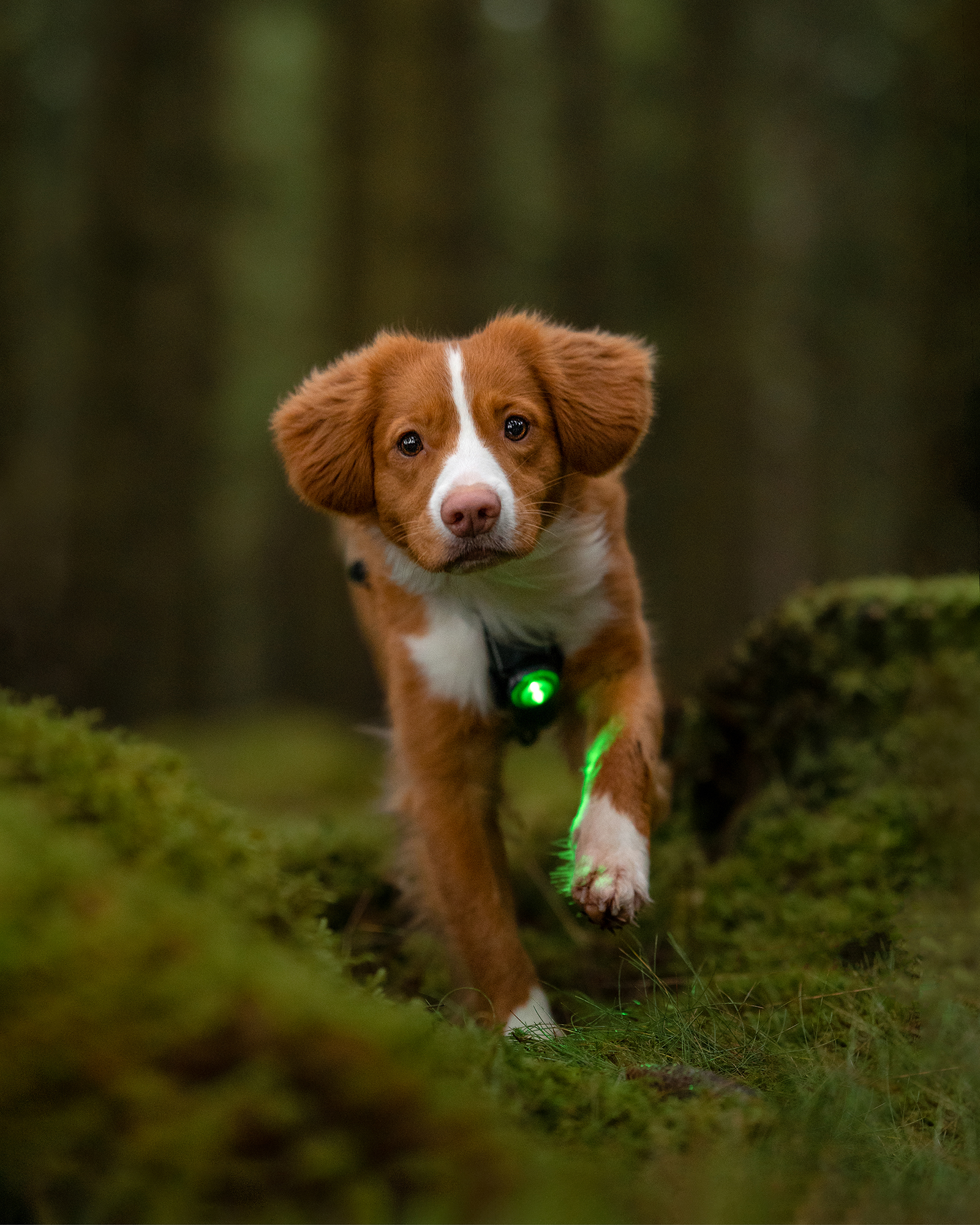 Orbiloc Dog Dual Light green