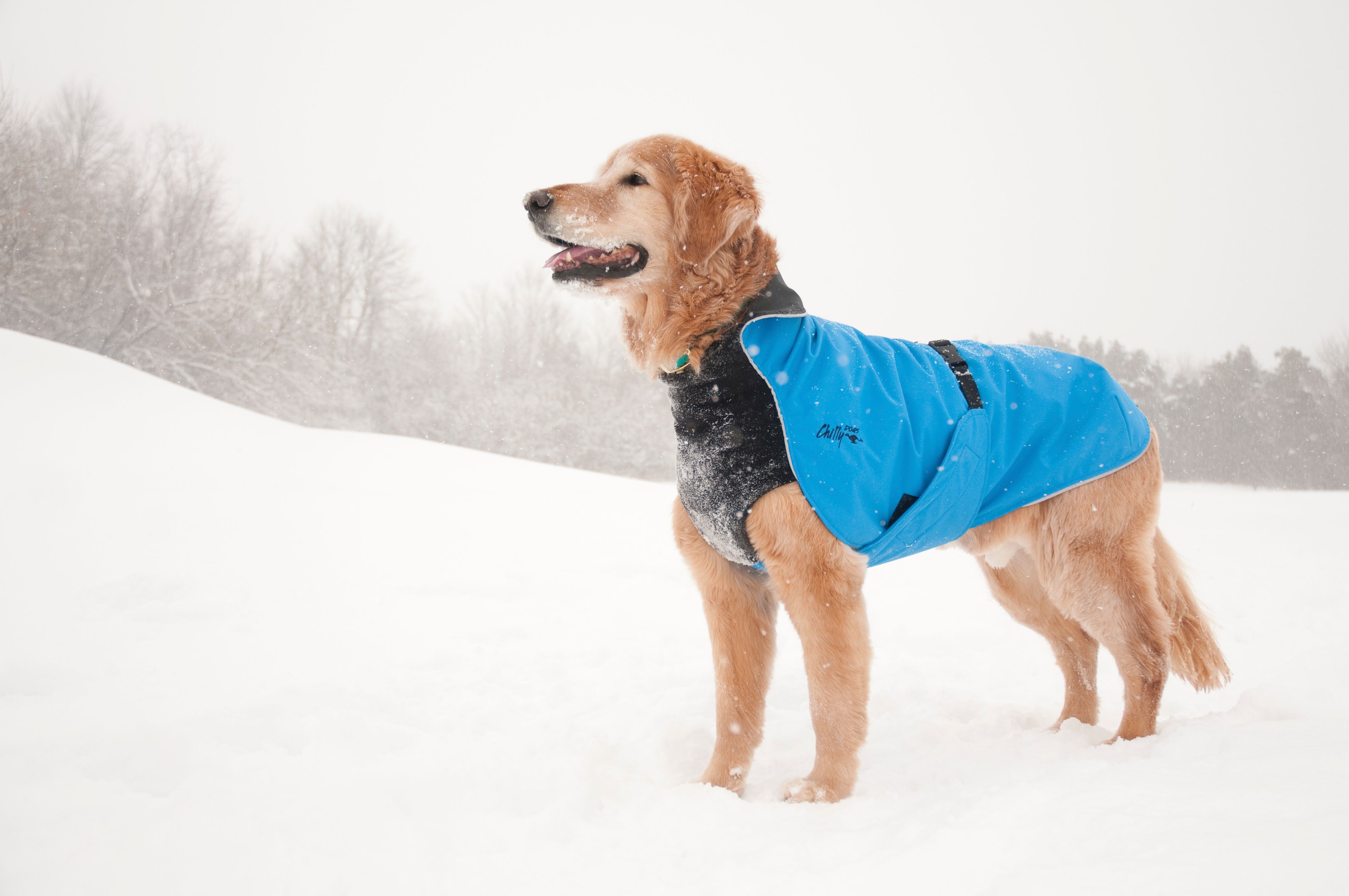 Chilly Dogs Harbour Slicker STANDARD