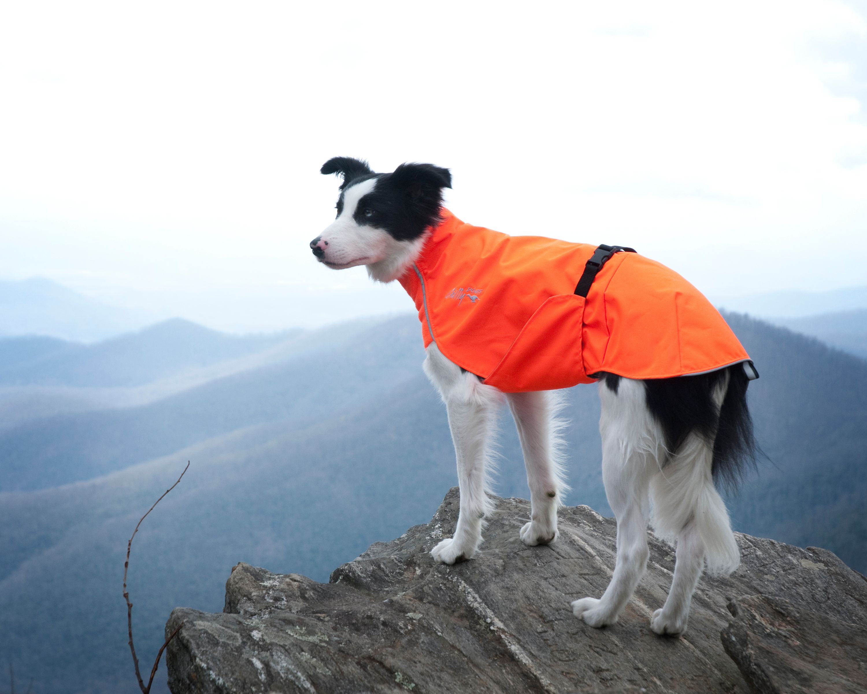 Chilly Dogs Harbour Slicker STANDARD