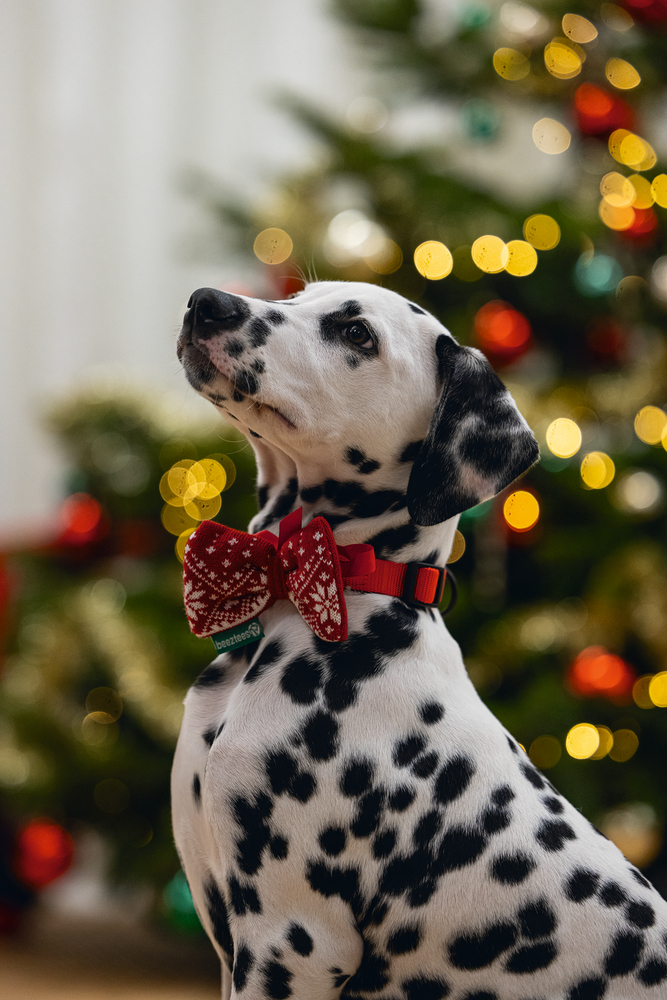 Beeztees Weihnachtsfliege für Hunde rot