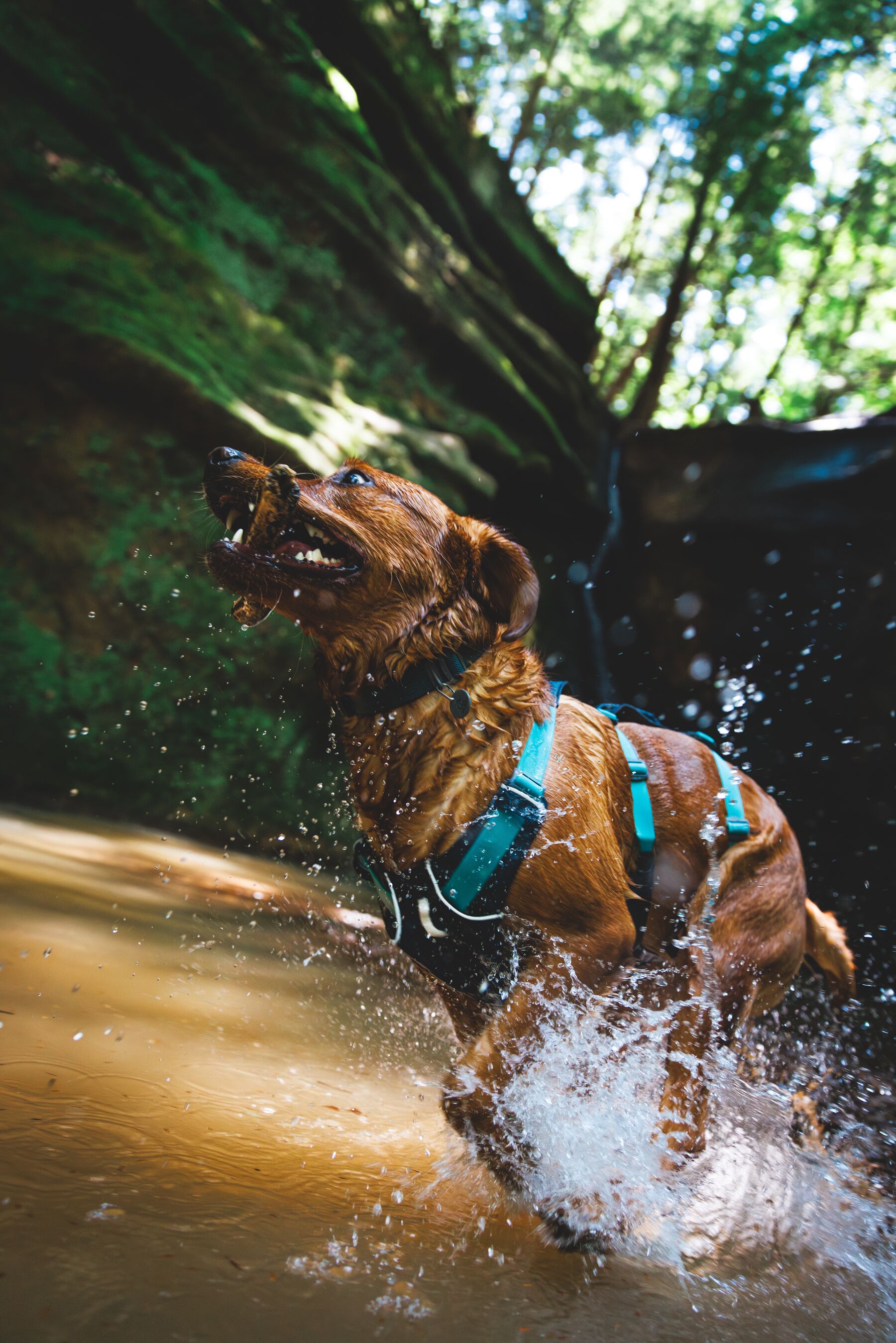 Ruffwear Flagline™ Harness Basalt Gray