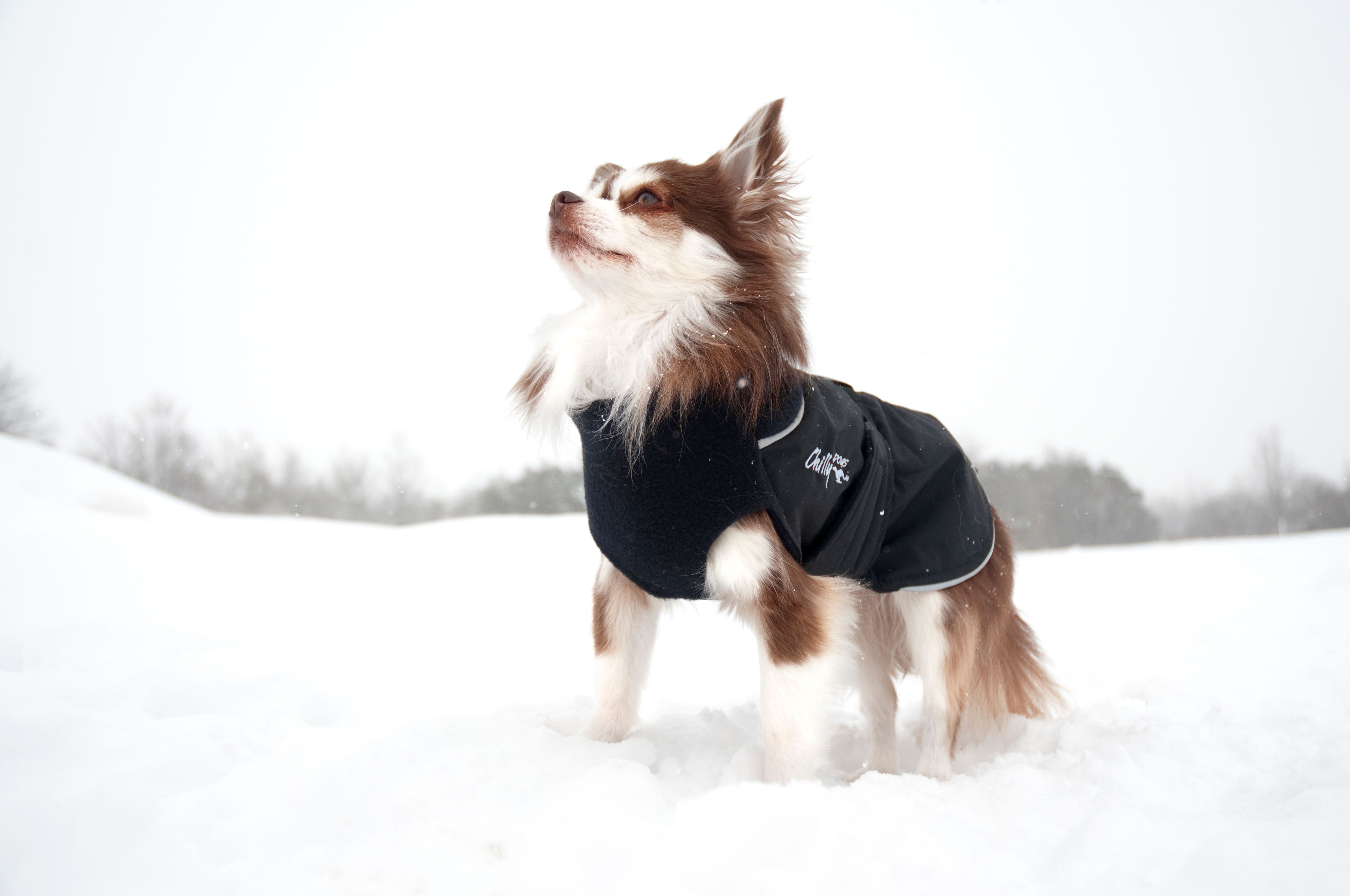 Chilly Dogs Great White North STANDARD