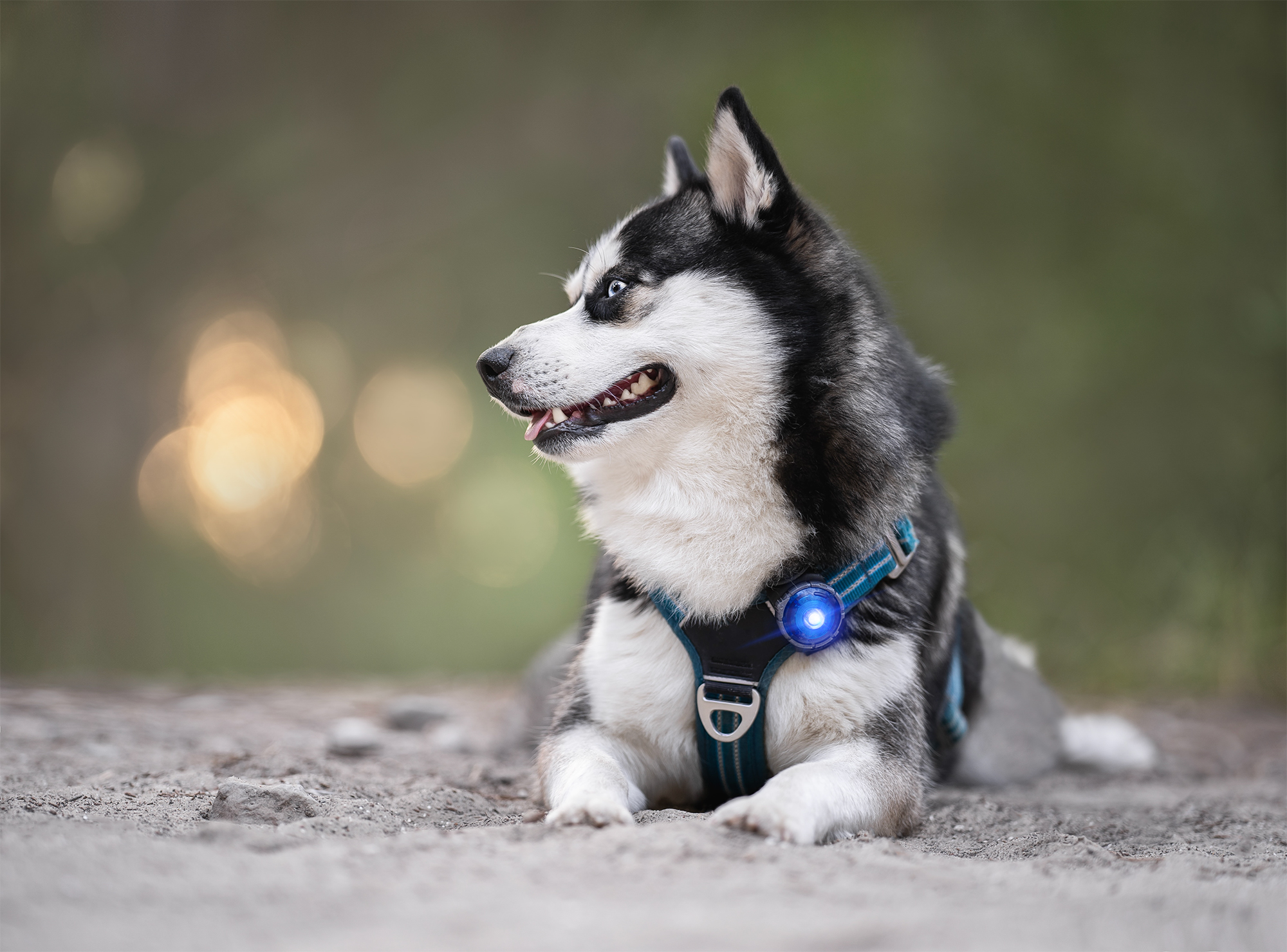 Orbiloc Dog Dual Light blue