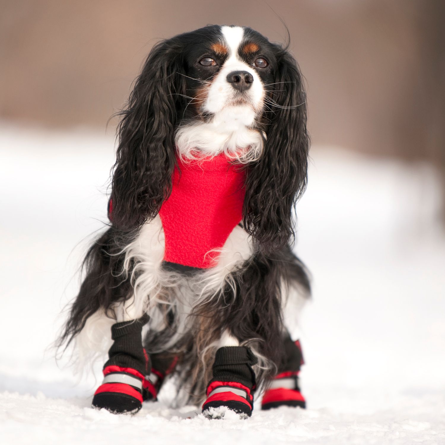 Chilly Dogs Great White North STANDARD